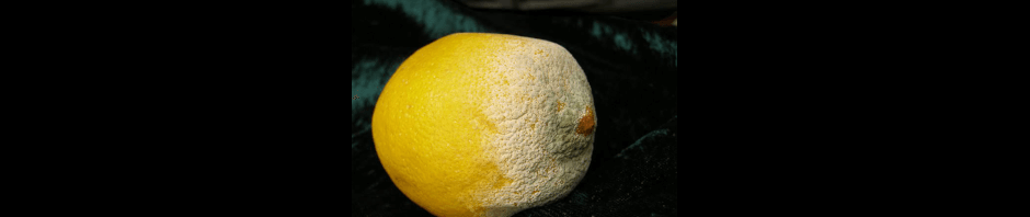 Rotten lemon - don't buy produce at Trader Joe's